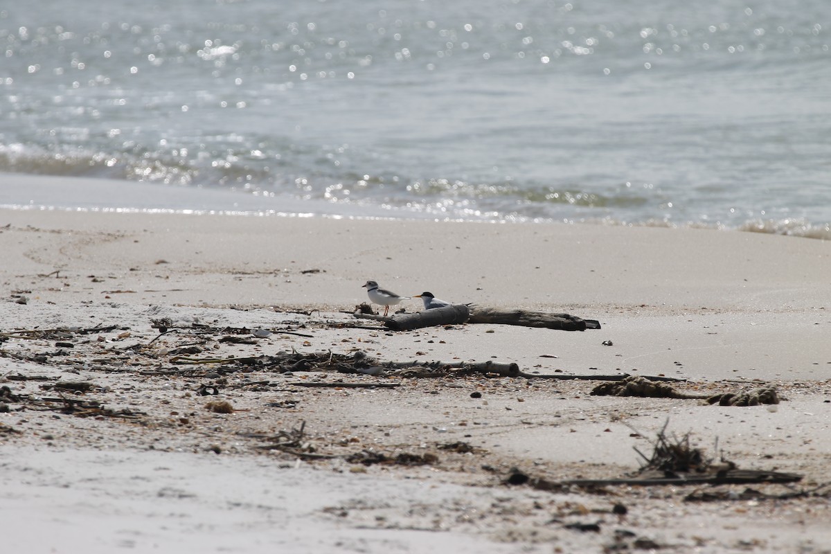 Piping Plover - ML231405561