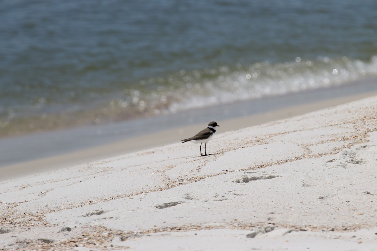 Semipalmated Plover - ML231405591