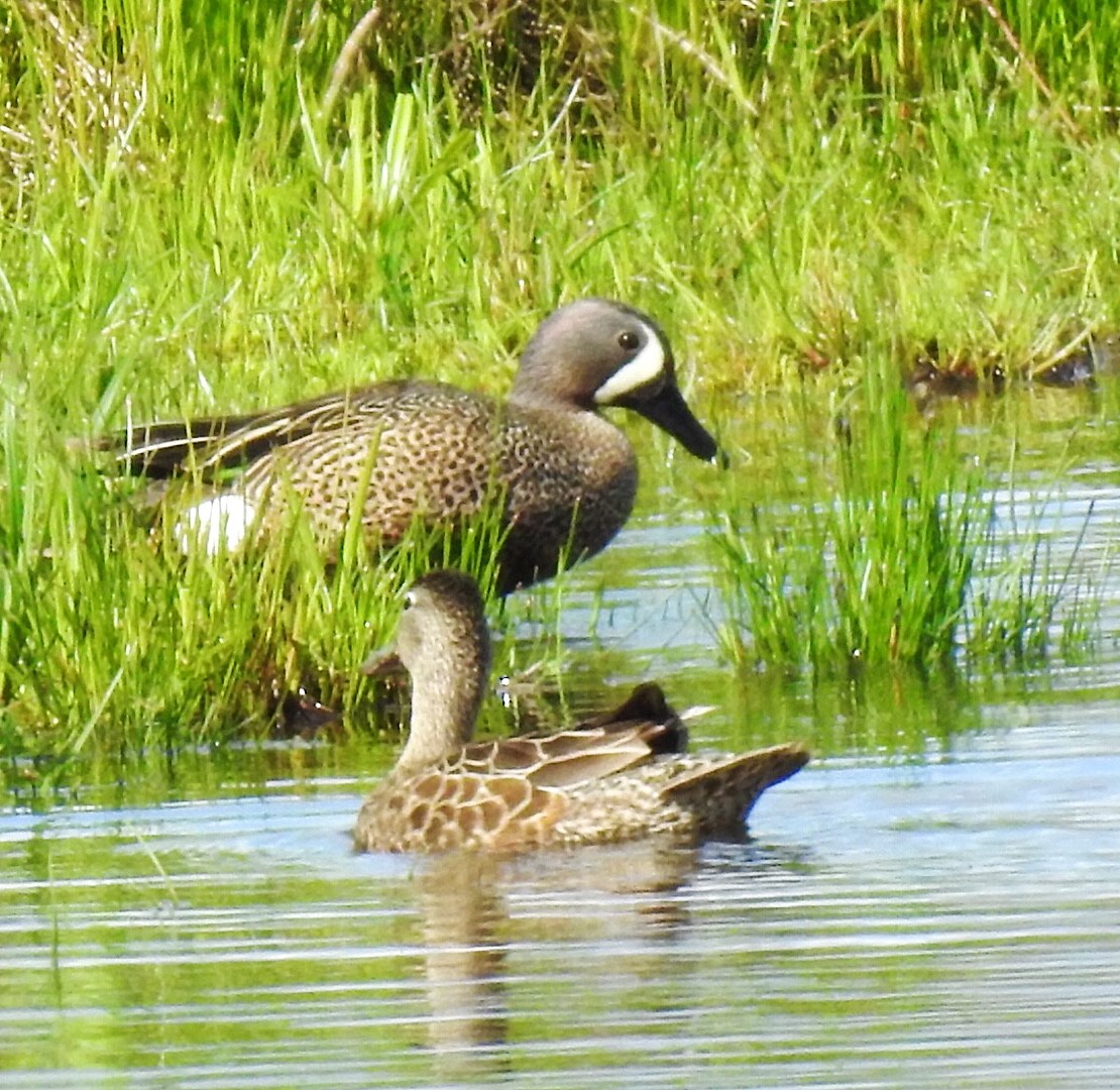 Blue-winged Teal - ML231407281