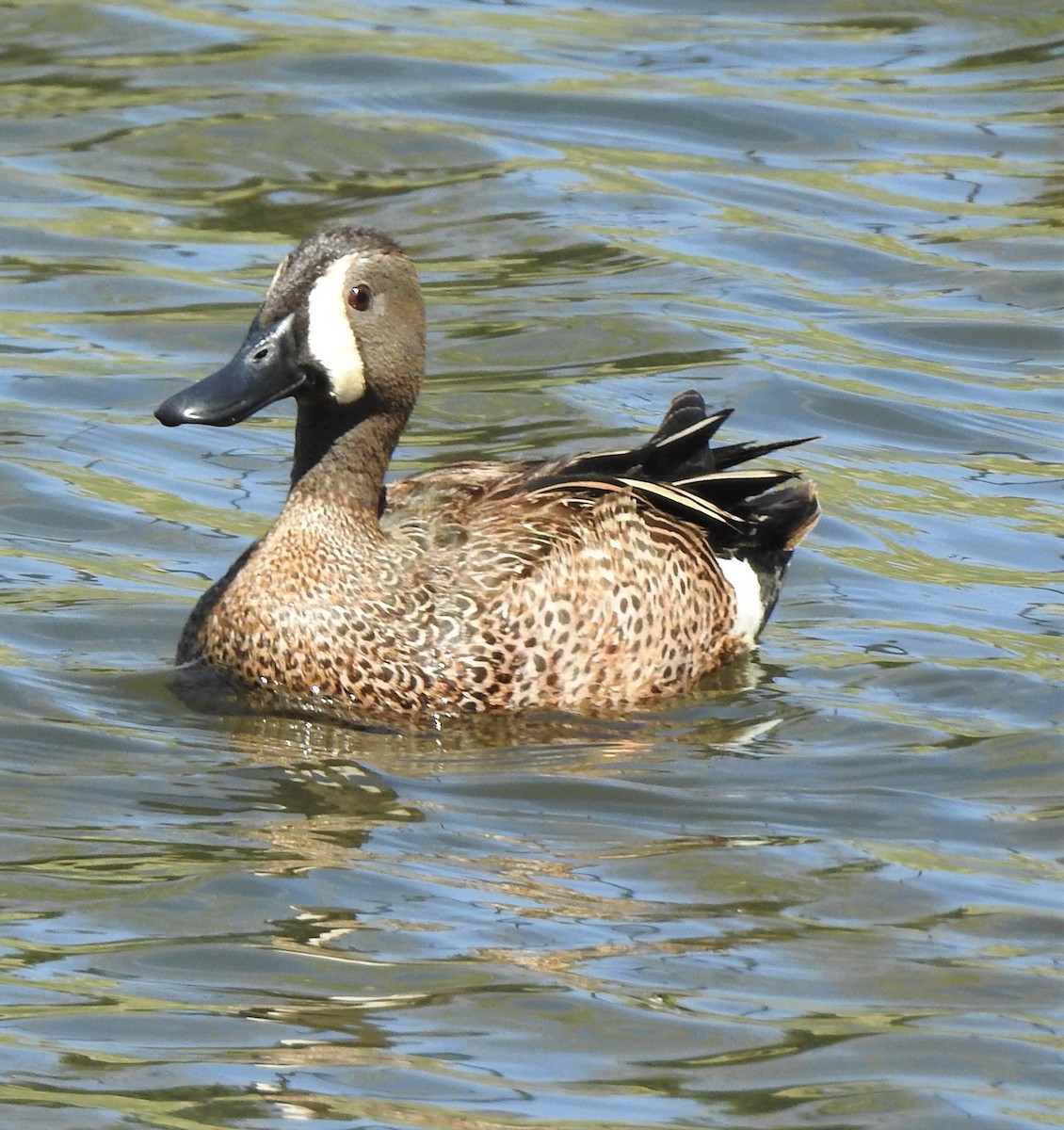 Blue-winged Teal - ML231407971