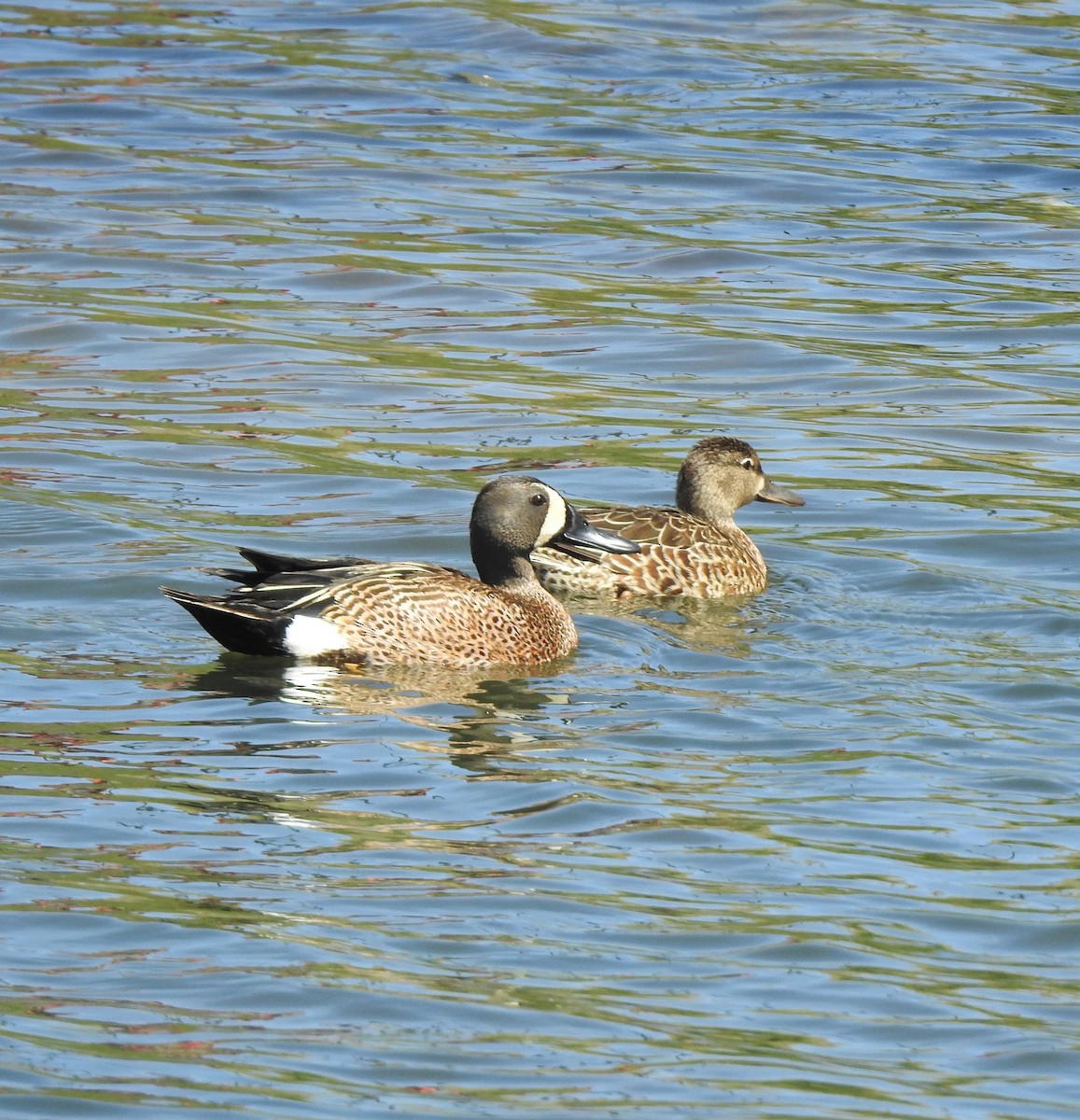 Blue-winged Teal - ML231408051