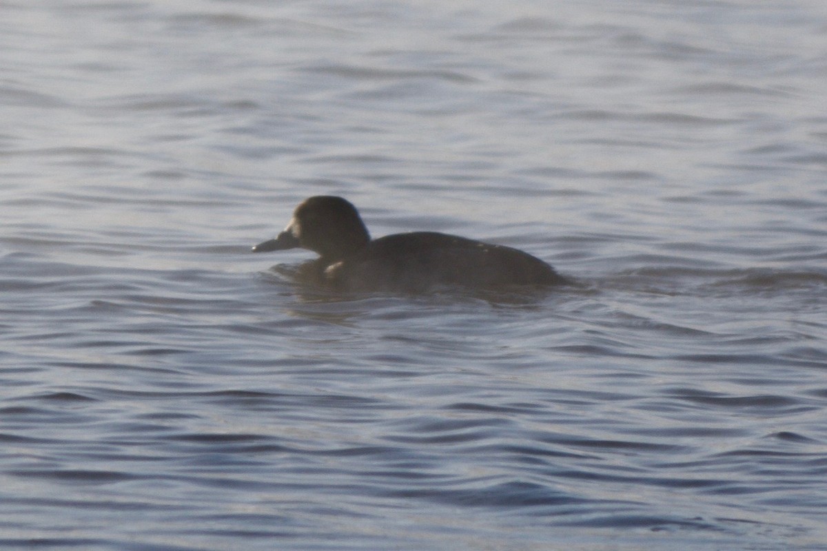Greater Scaup - ML23140911