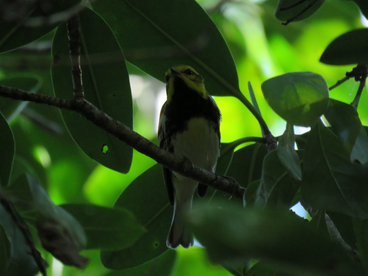 Black-throated Green Warbler - ML23140941