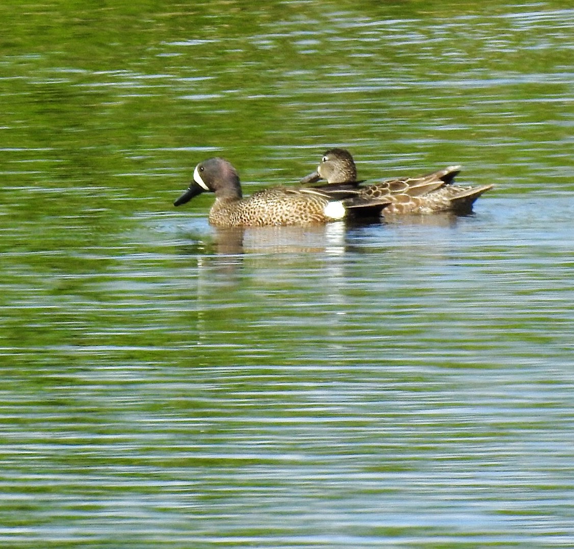 Blue-winged Teal - ML231411551
