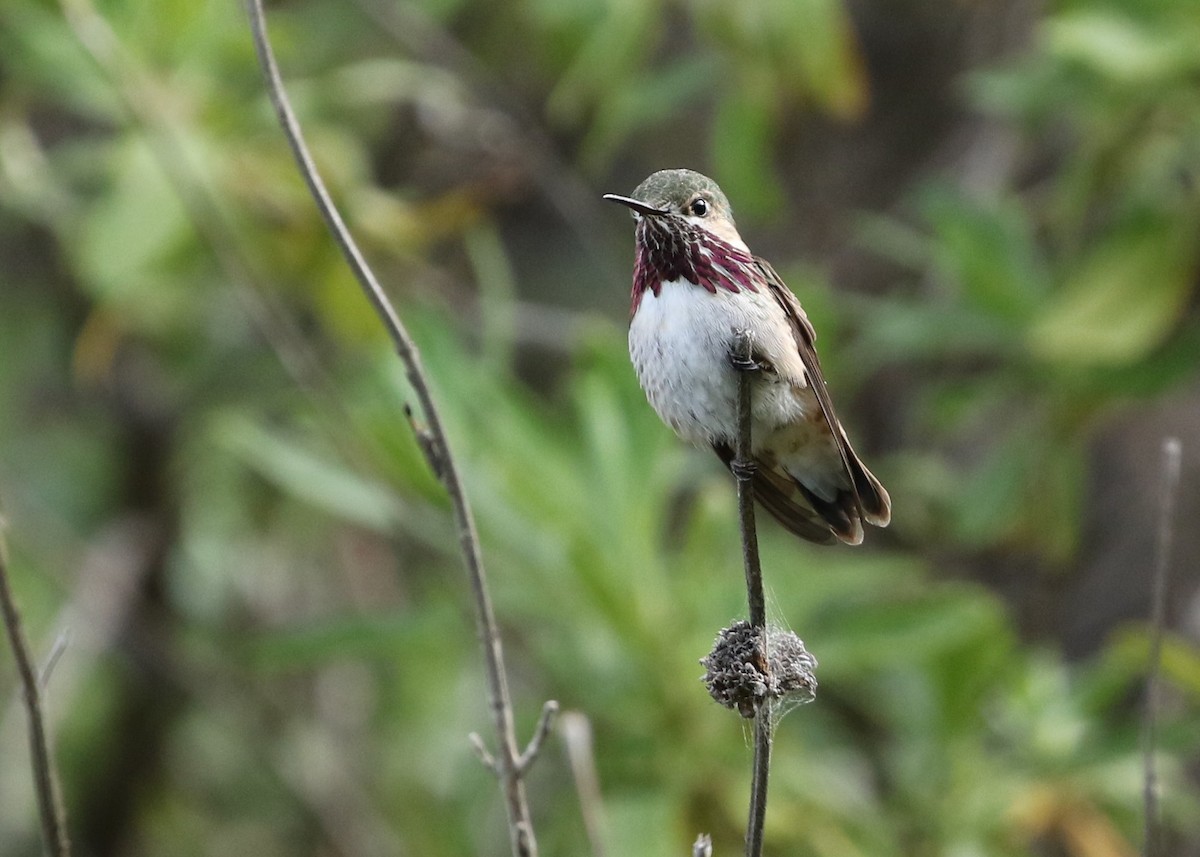 Calliope Hummingbird - ML231413771