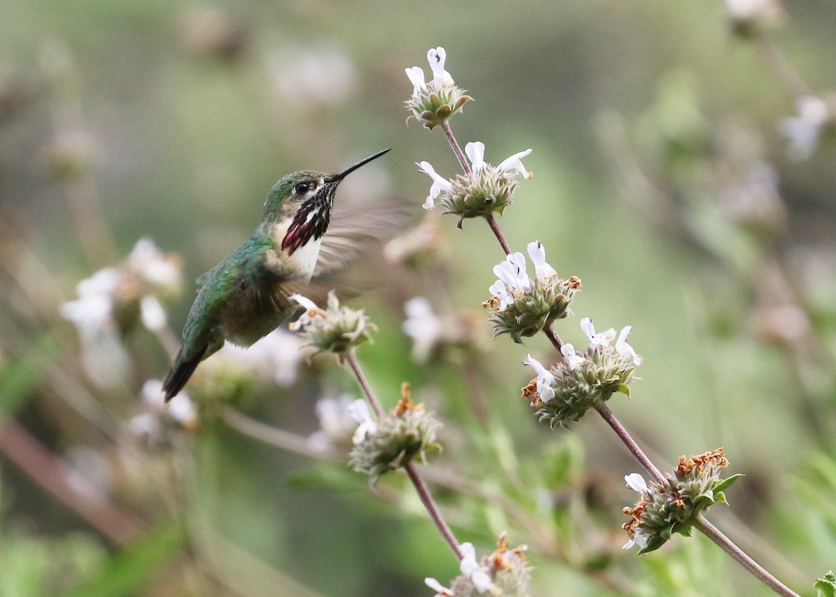 Calliope Hummingbird - ML231413821