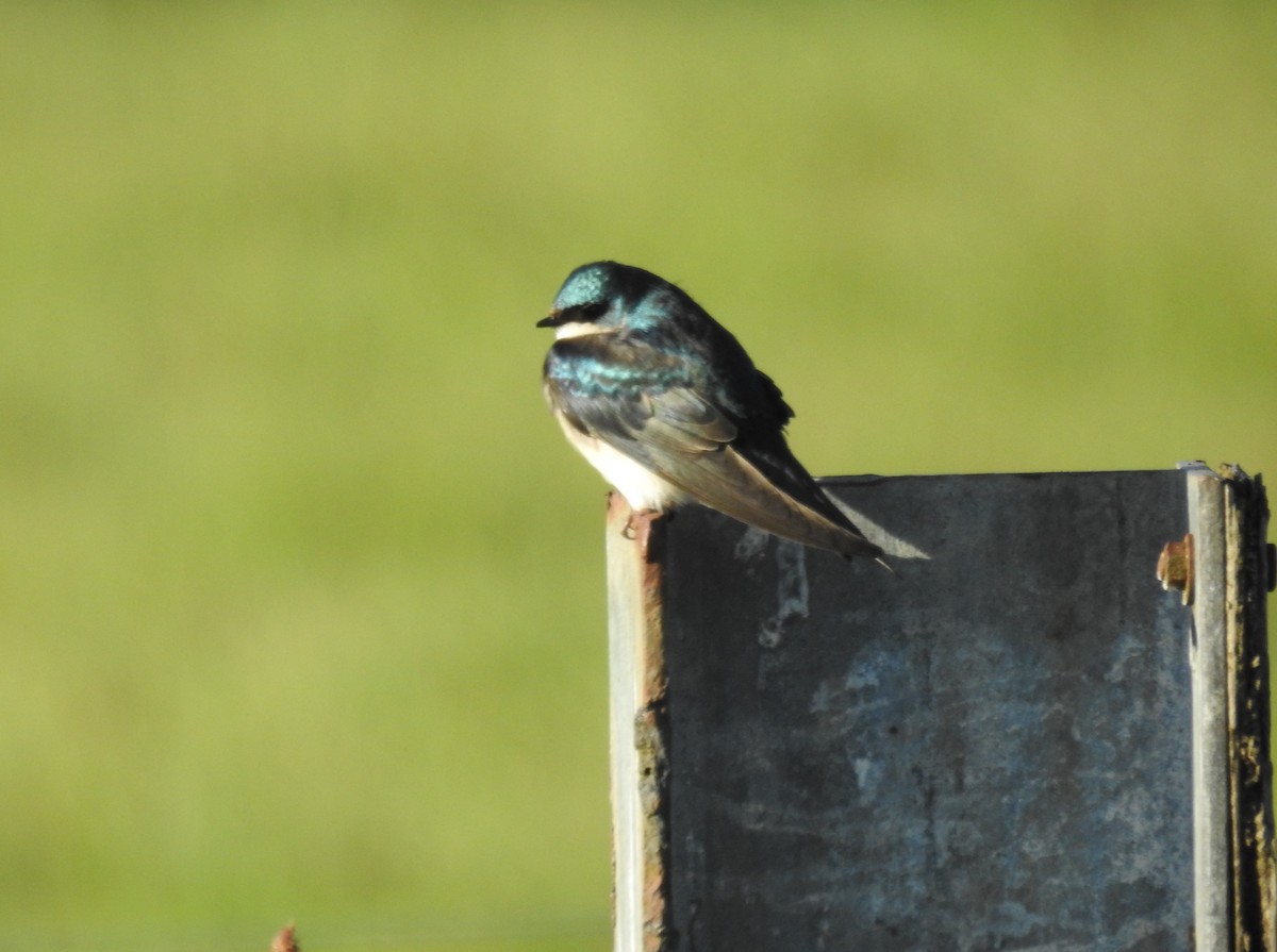 eBird Checklist 6 May 2020 Sauvie IslandOak Island Boat Launch