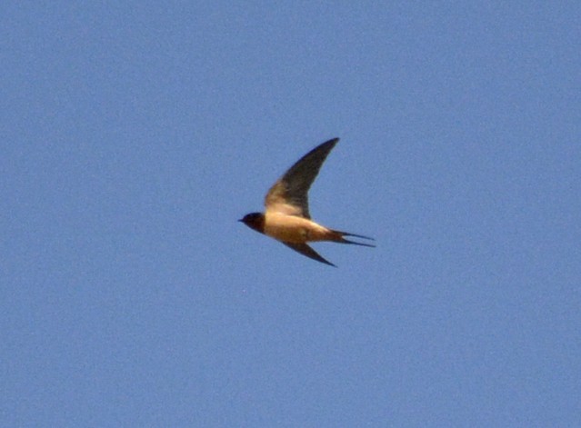 Barn Swallow - ML231419751