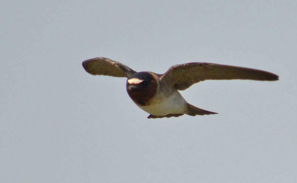 Cliff Swallow - Hal Robins