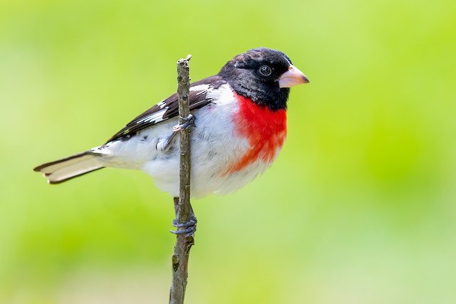 Rose Breasted Grosbeak Ebird