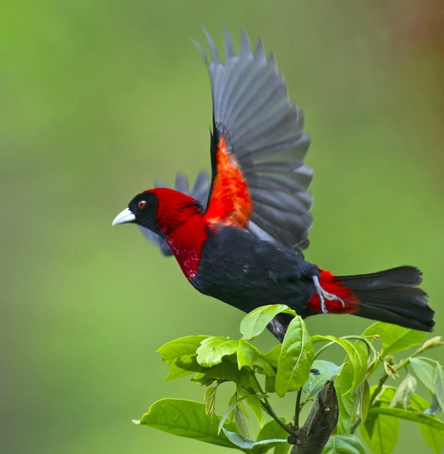 Plumajes, Mudas y estructura - Crimson-collared Tanager - Ramphocelus sanguinolentus - Birds of the World