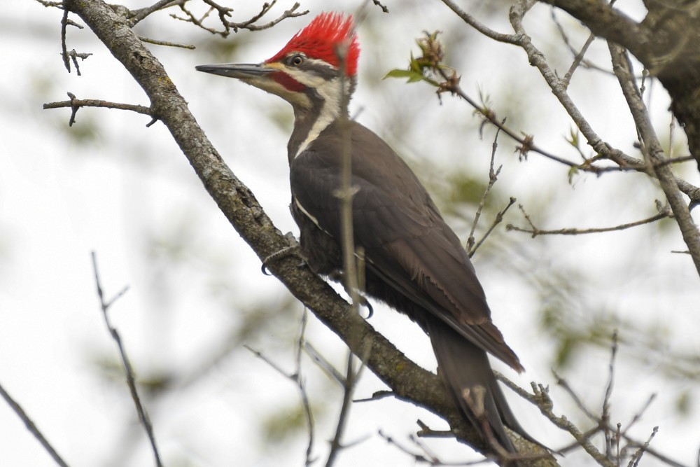 Pileated Woodpecker - josh Ketry