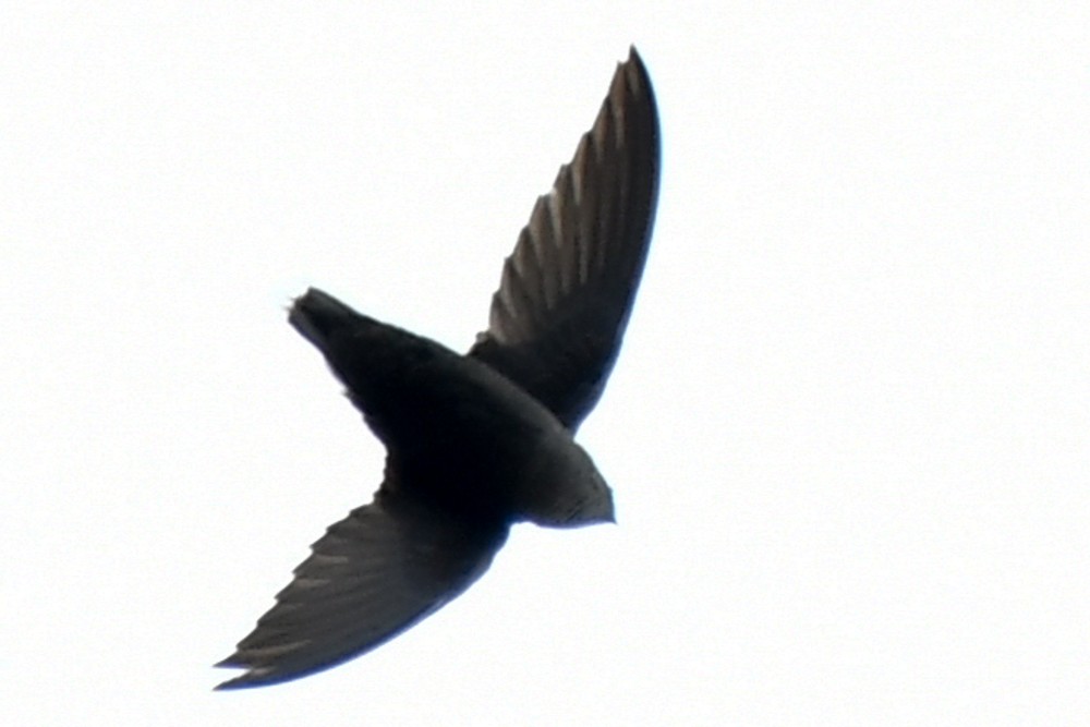 New York Breeding Bird Atlas Checklist 6 May 2020 Conewango Swamp