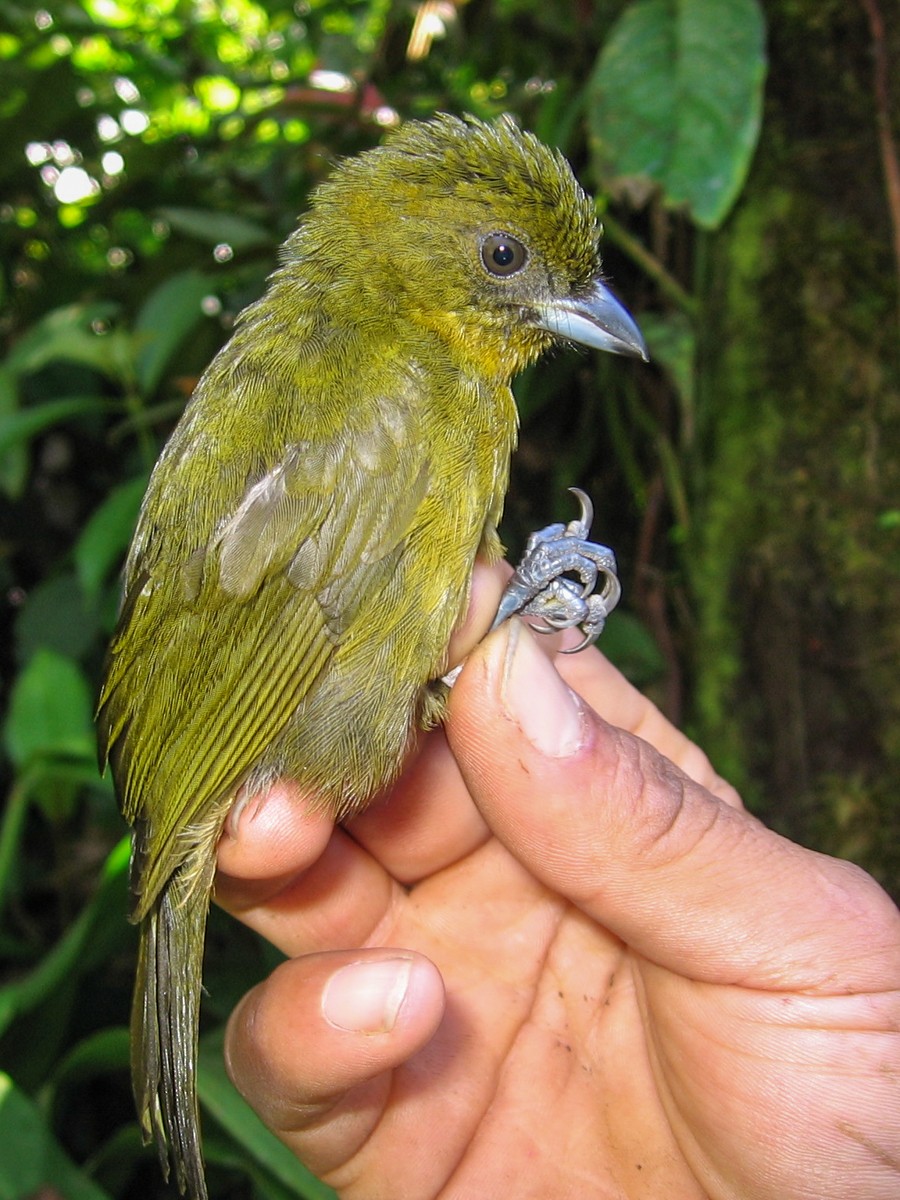 Yellow-green Tanager - ML231433451