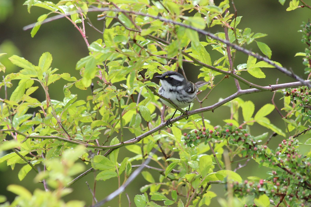 Black-throated Gray Warbler - ML231438431