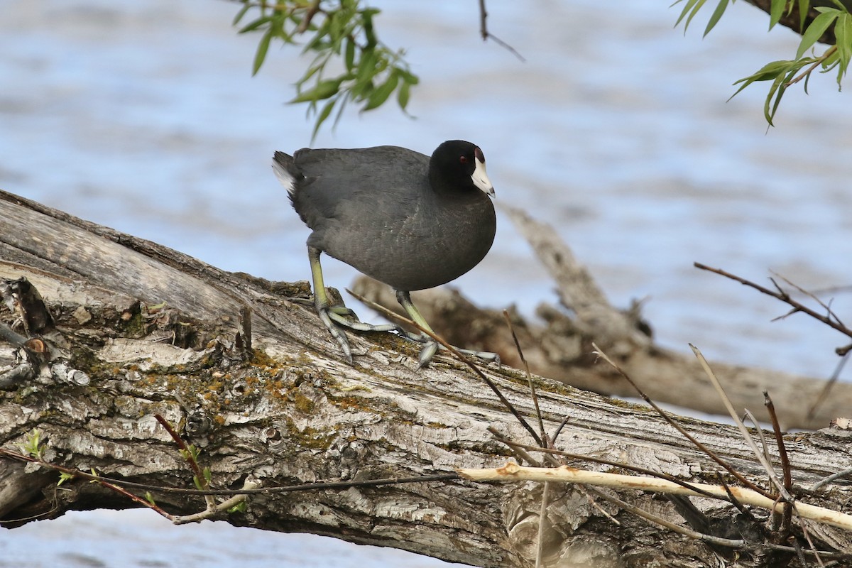 American Coot (Red-shielded) - Russ Morgan