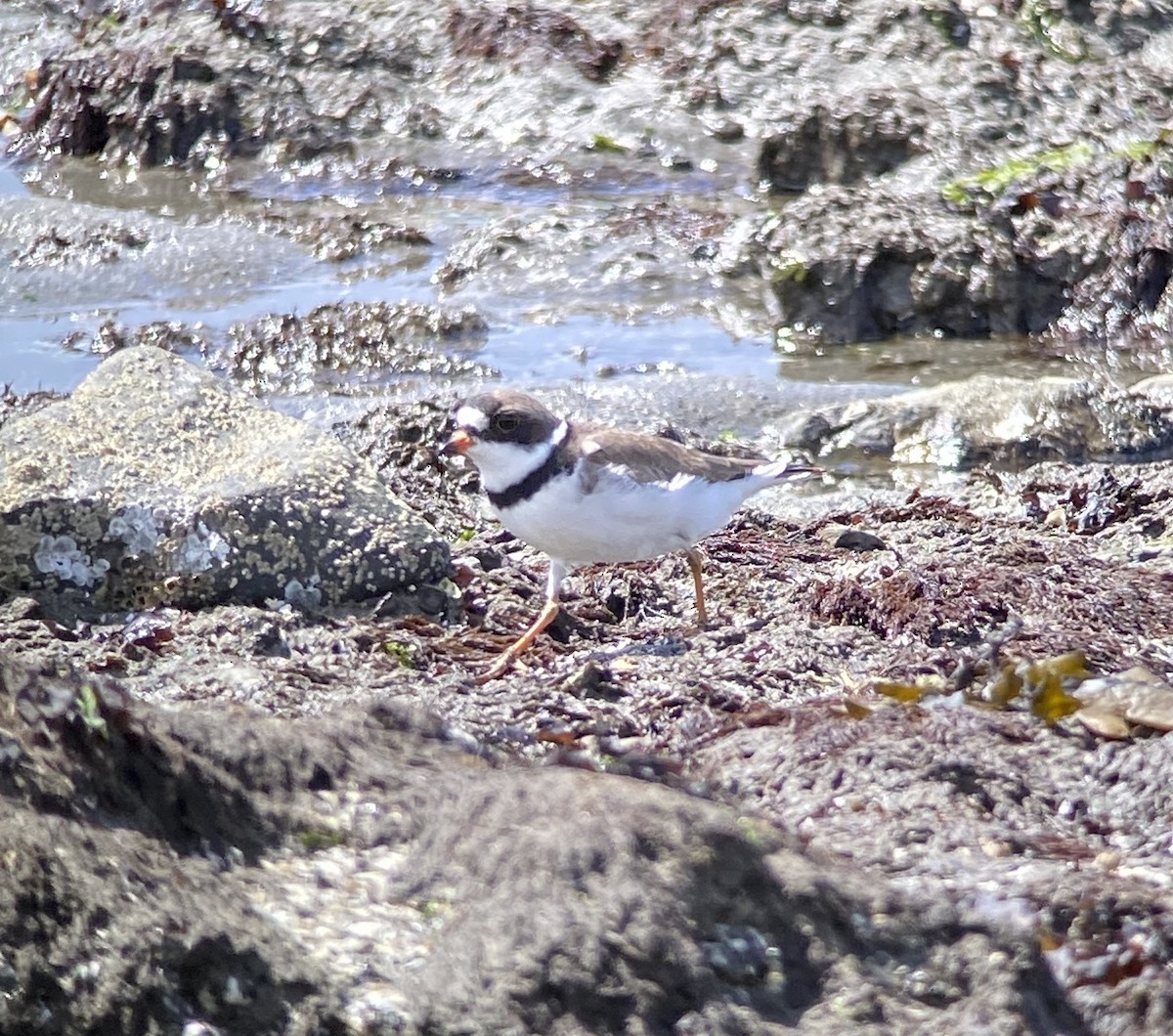 Semipalmated Plover - ML231442541