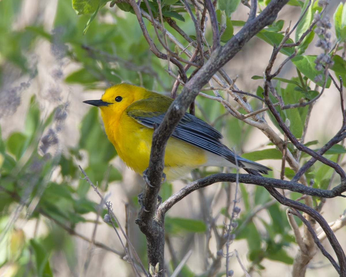 Prothonotary Warbler - Mike Dyer