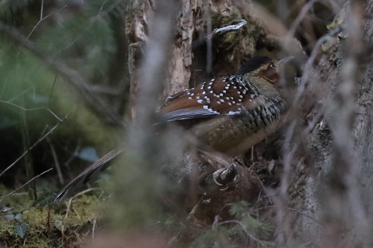 Spotted Laughingthrush - ML231450651