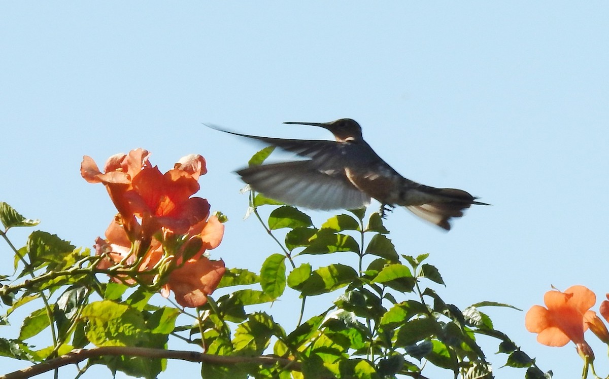 Giant Hummingbird - Victoria Herrera