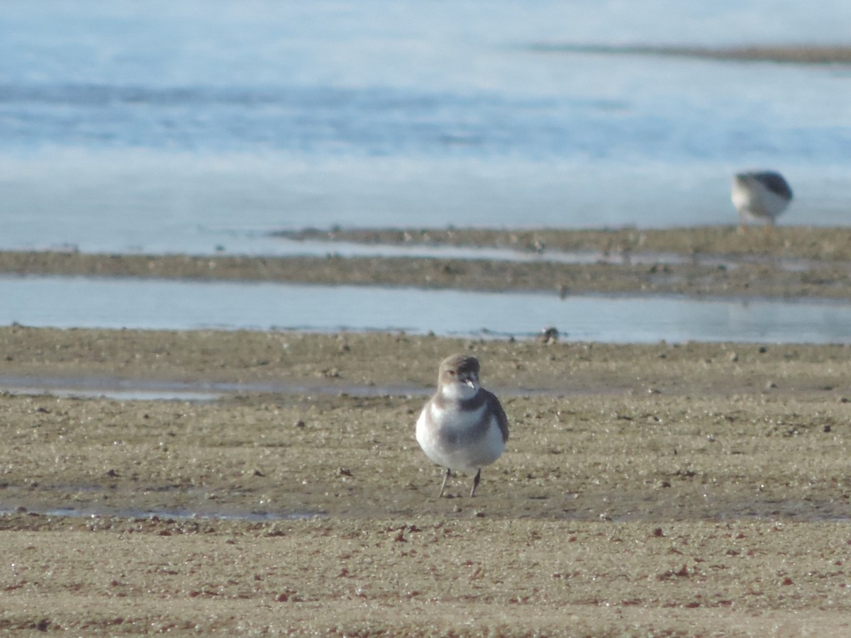 Two-banded Plover - ML231453671