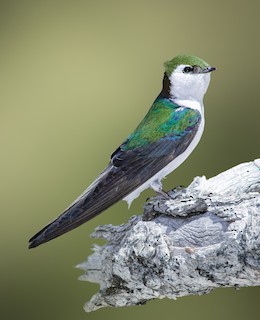 Violet-green Swallow