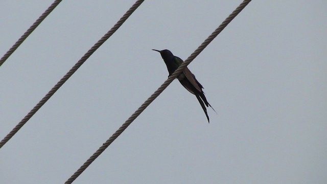 Swallow-tailed Hummingbird - ML231458841