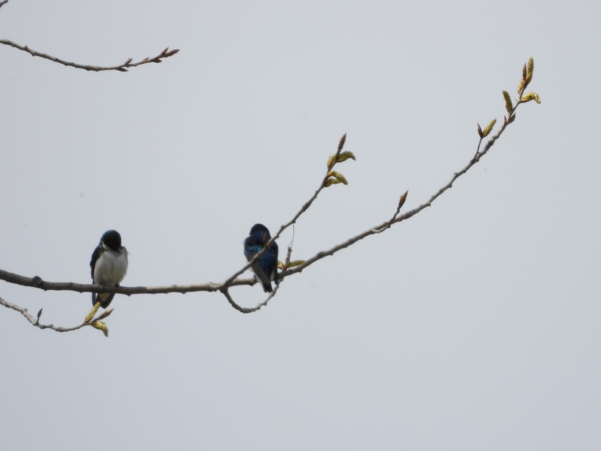 Tree Swallow - ML231466551