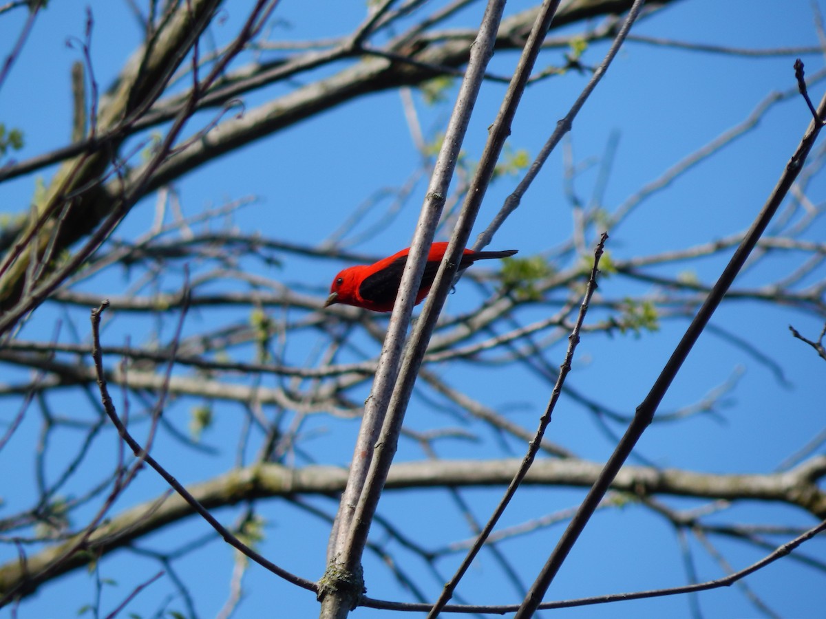 Scarlet Tanager - ML231468911