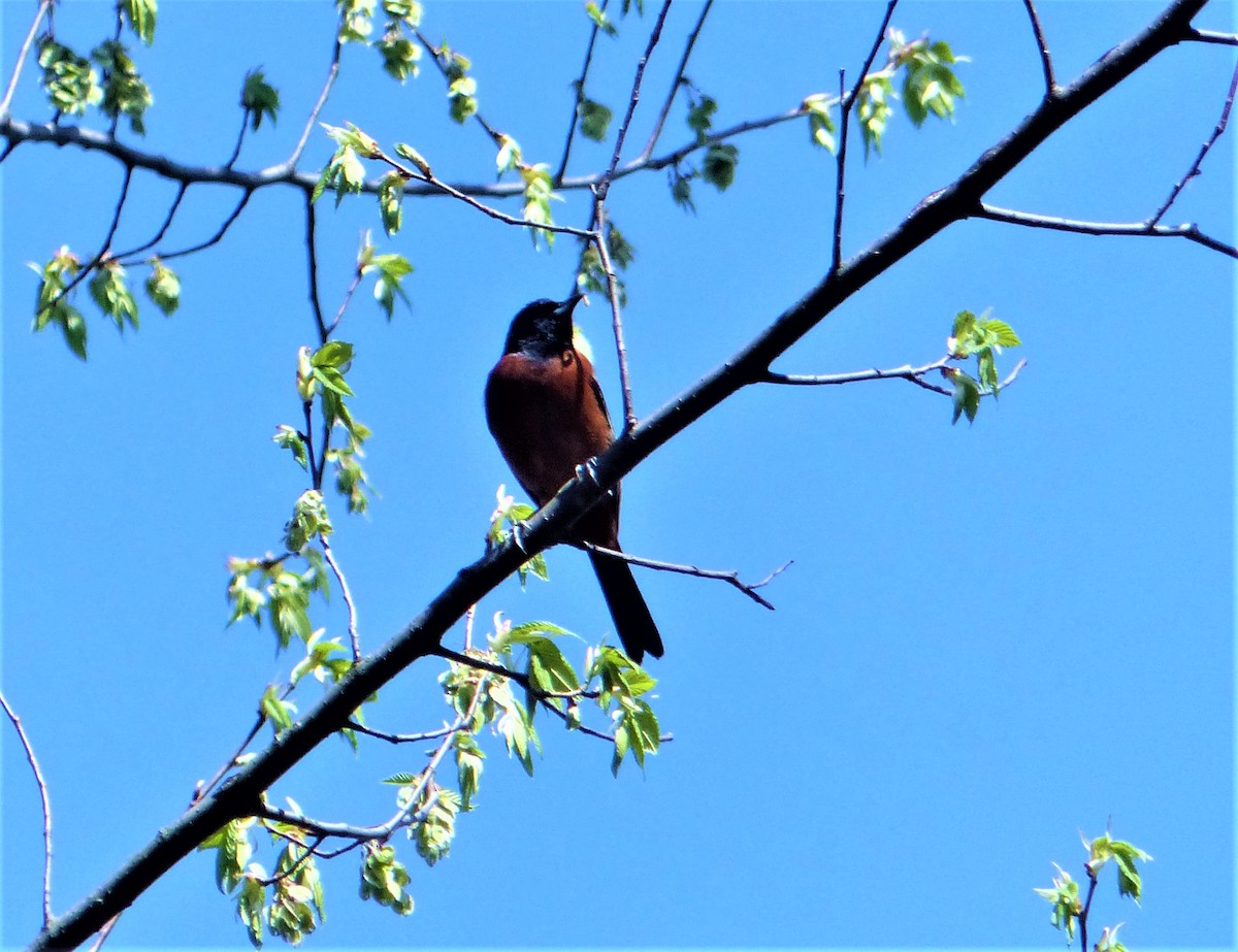 Orchard Oriole - ML231469001