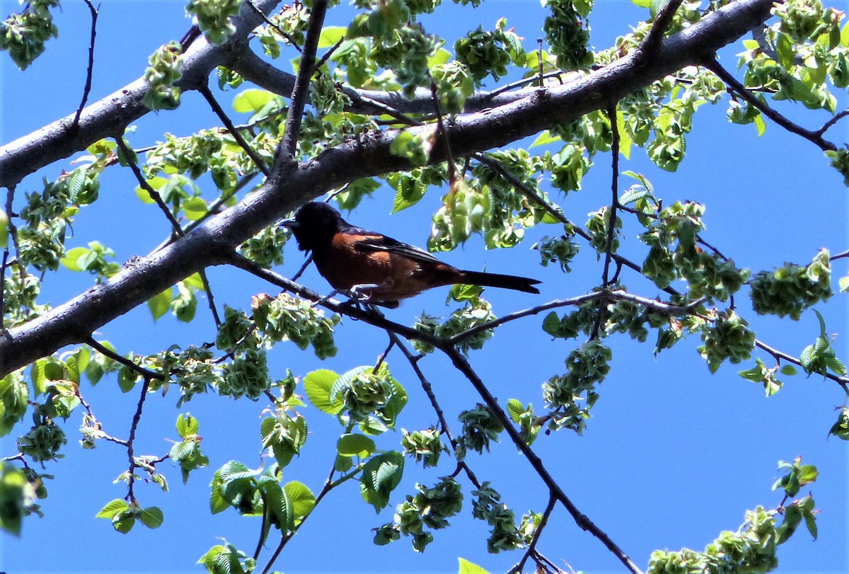 Orchard Oriole - ML231469061