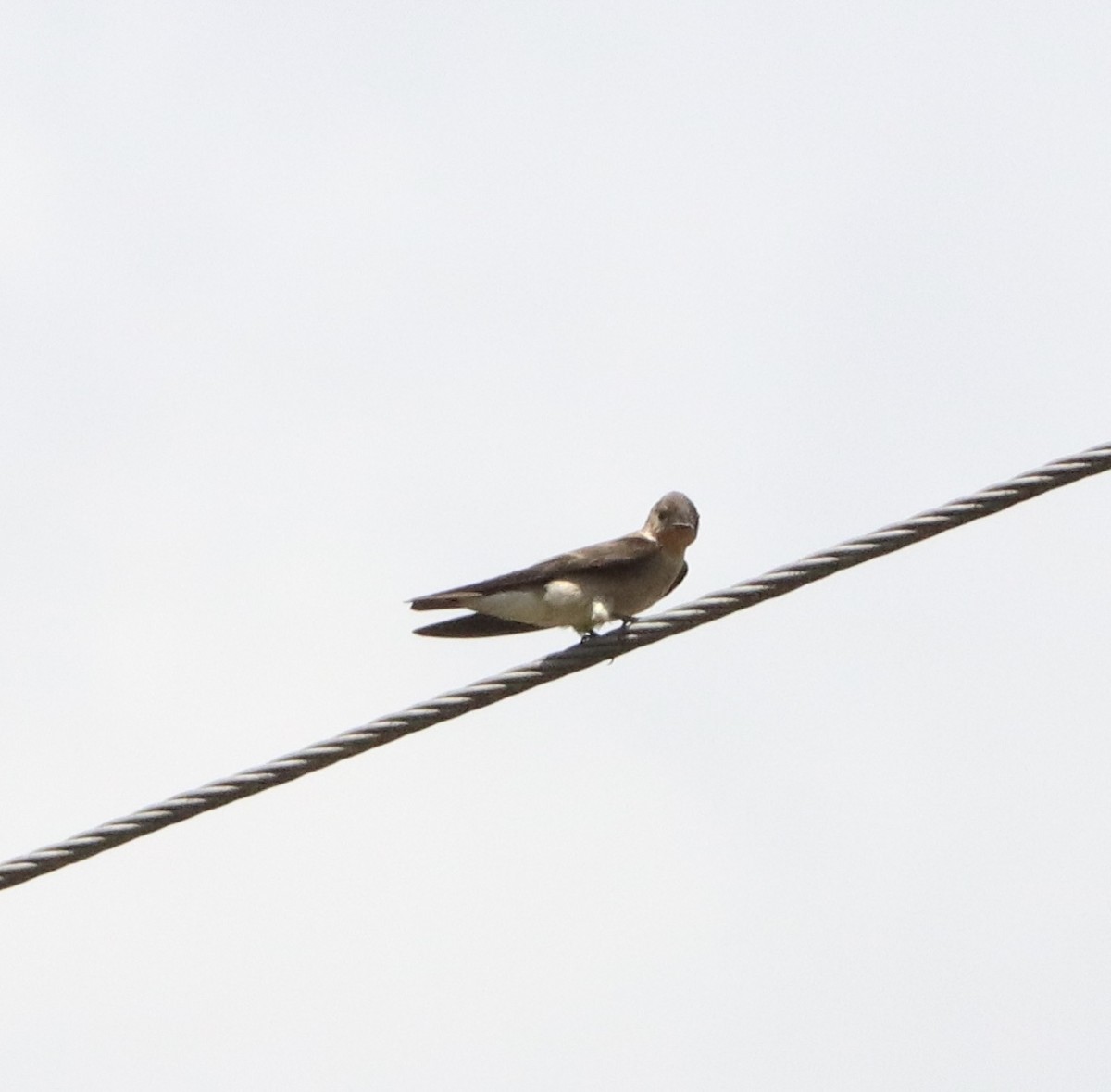 Southern Rough-winged Swallow - jordana m