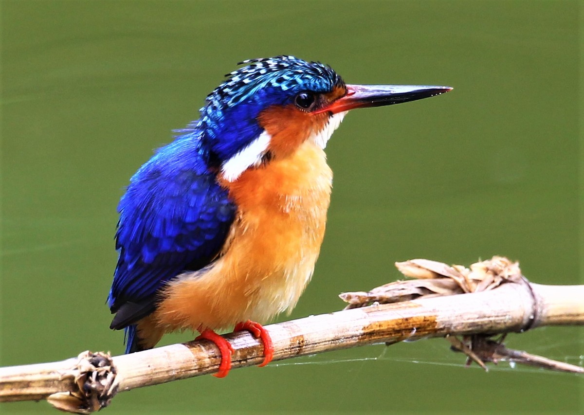 Malagasy Kingfisher - ML231471651