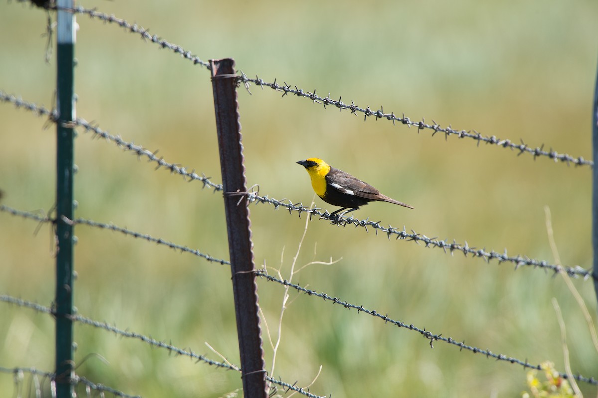 Yellow-headed Blackbird - Evan Rasmussen