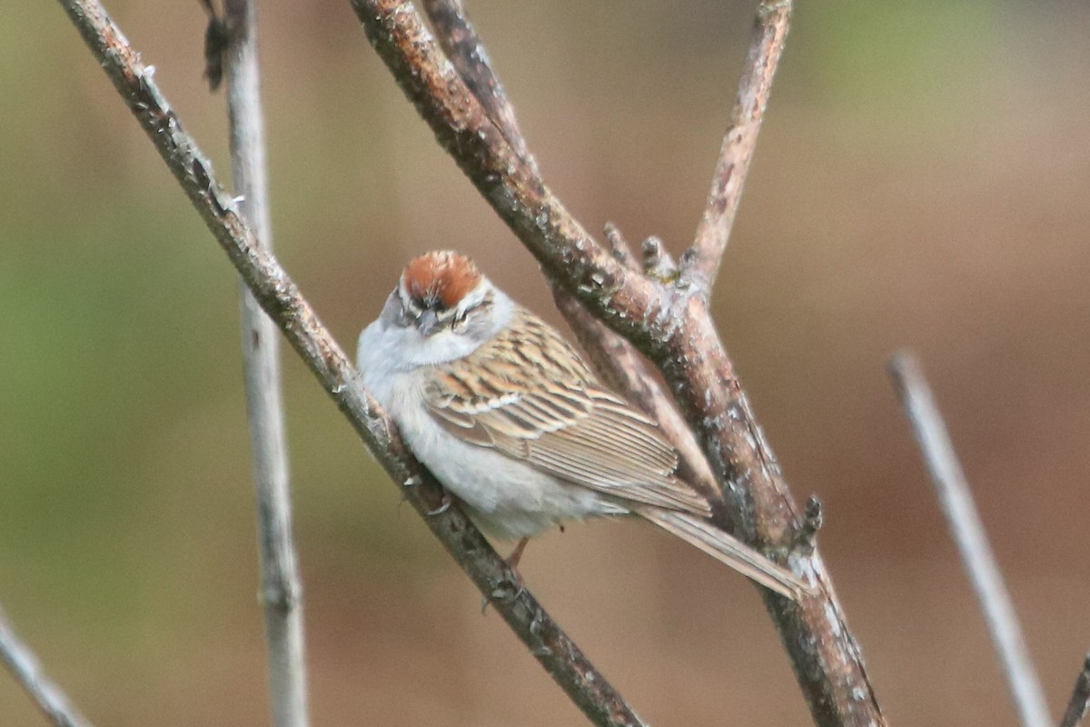 Chipping Sparrow - ML231471821