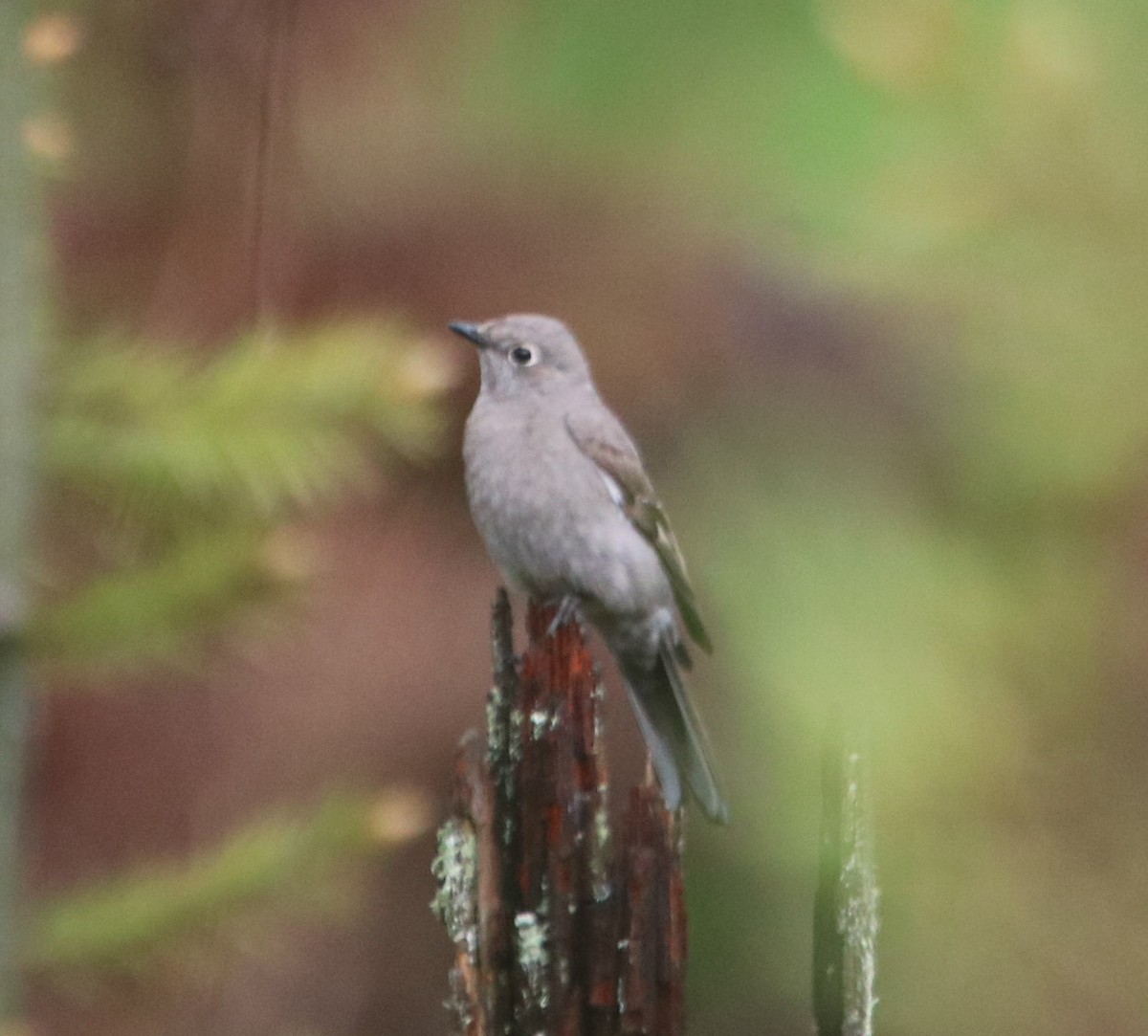 Townsend's Solitaire - ML231472351