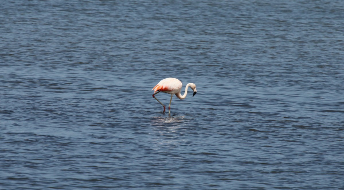 Chilean Flamingo - Scott M Terry