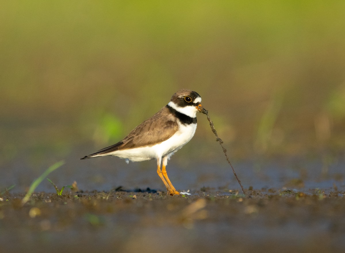 Semipalmated Plover - ML231479041