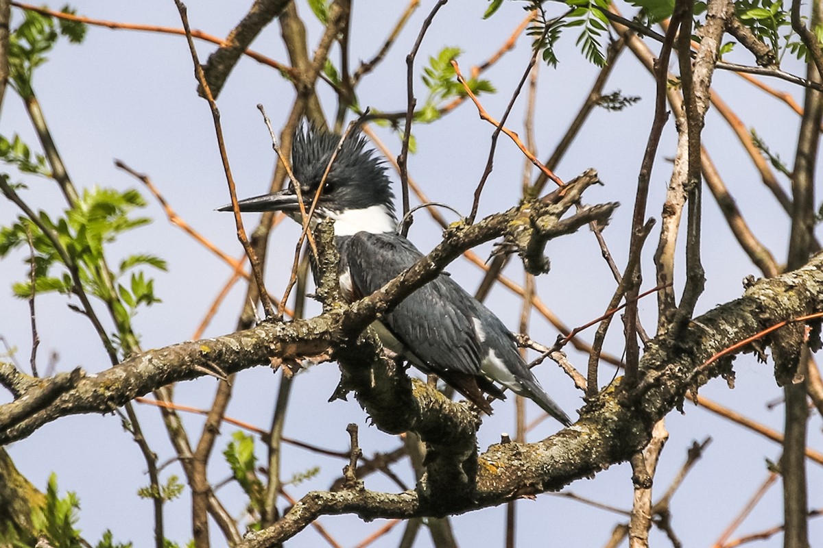 Belted Kingfisher - ML231479101