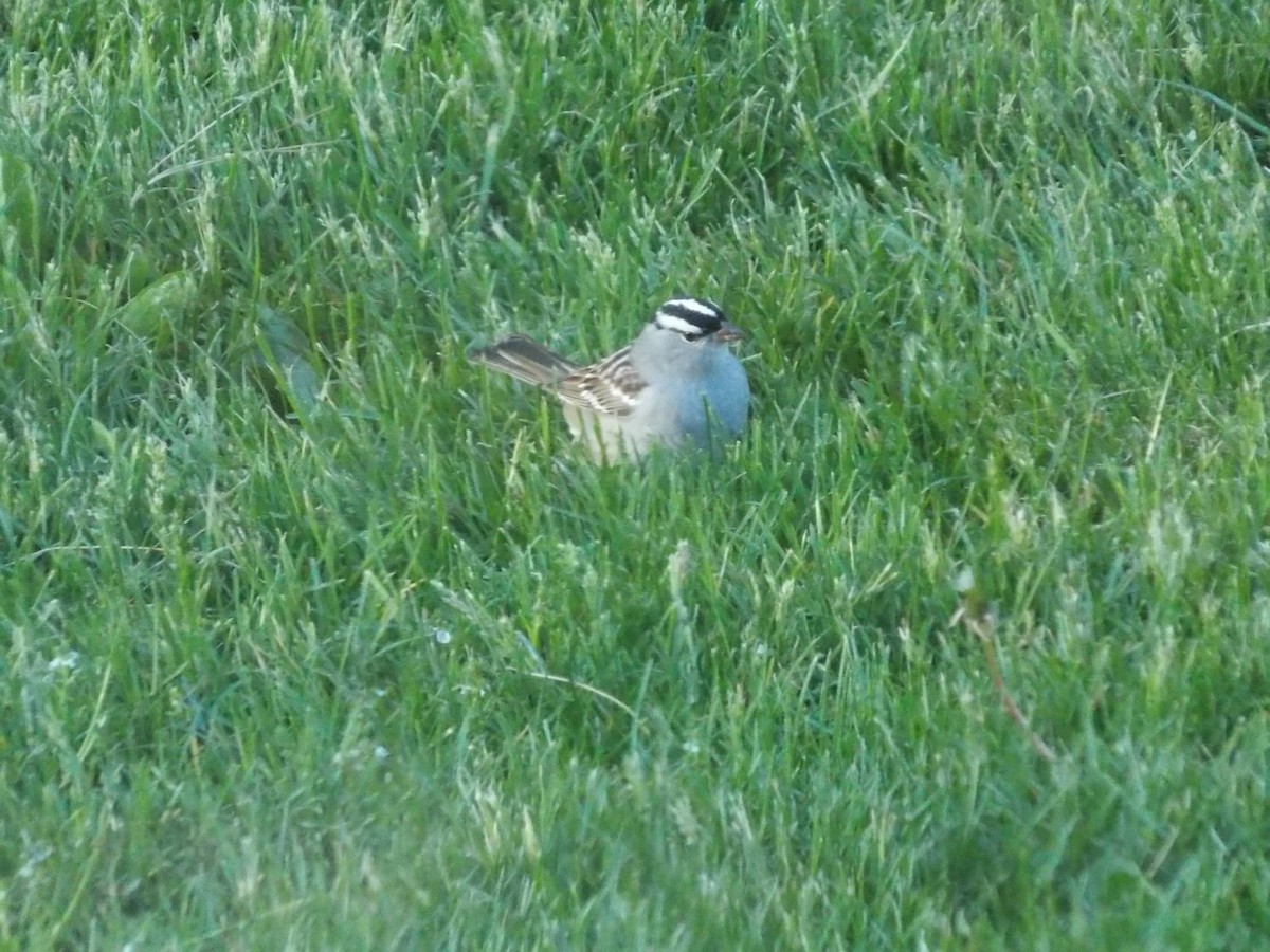 White-crowned Sparrow - ML231482801