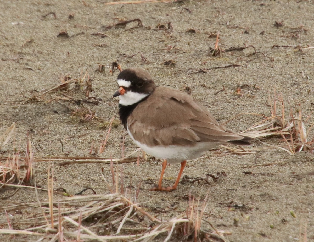 Semipalmated Plover - ML231484001