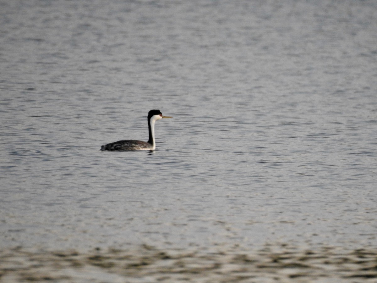 Western Grebe - Joey Magerl