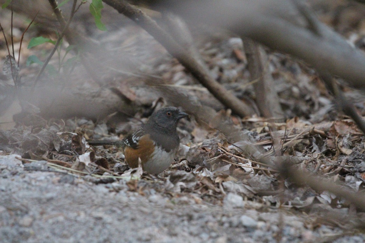 Spotted Towhee - ML231487521