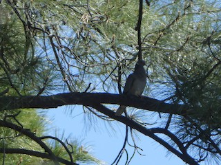Band-tailed Pigeon, ML231494081