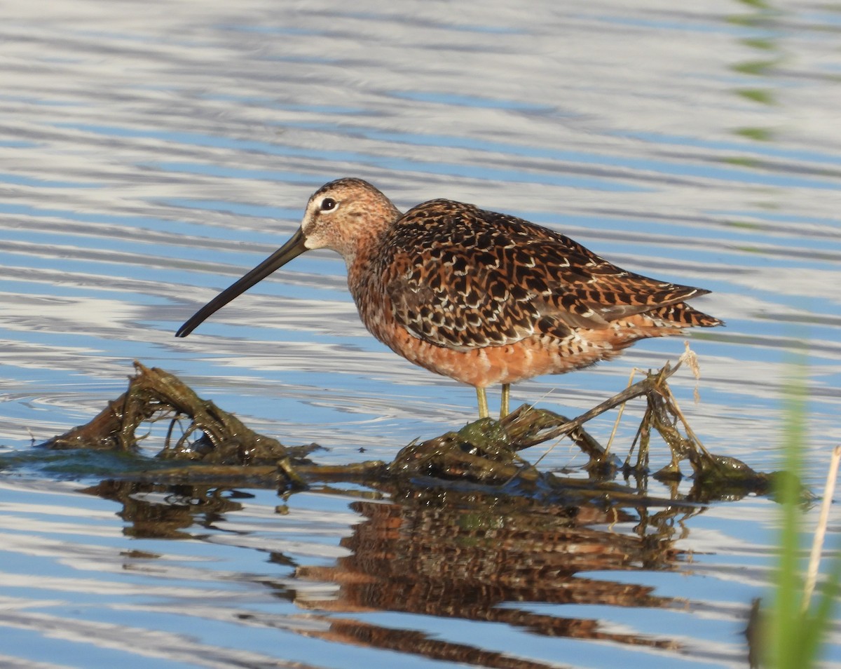 Long-billed Dowitcher - ML231497701