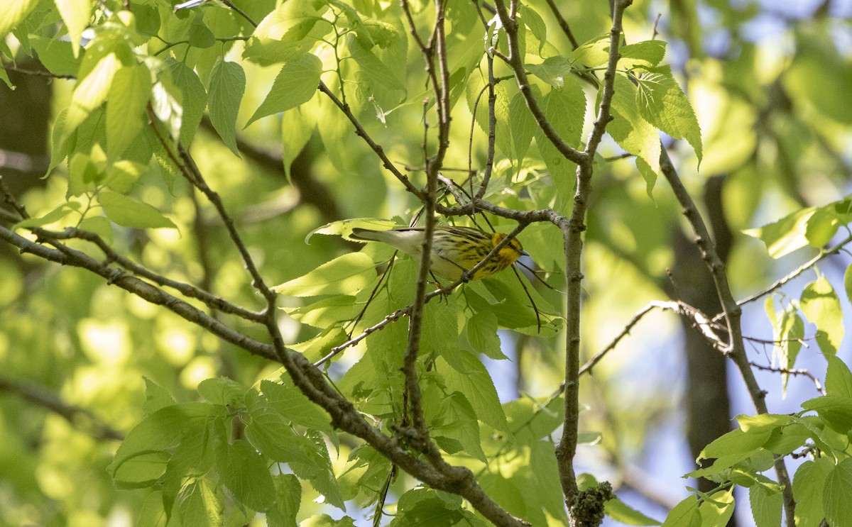 Cape May Warbler - ML231501331