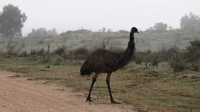 emu hnědý - ML231502291