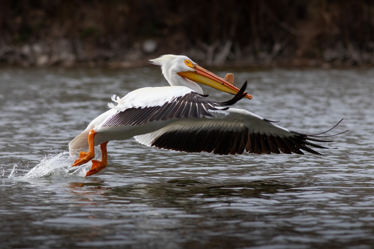 American White Pelican - Eric Spink