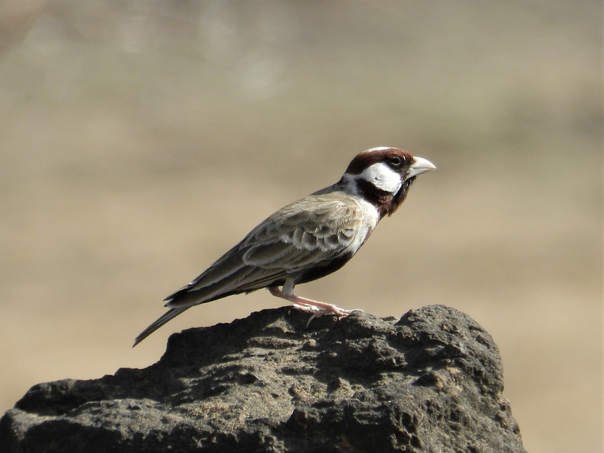 Chestnut-headed Sparrow-Lark - Richard Jeffers