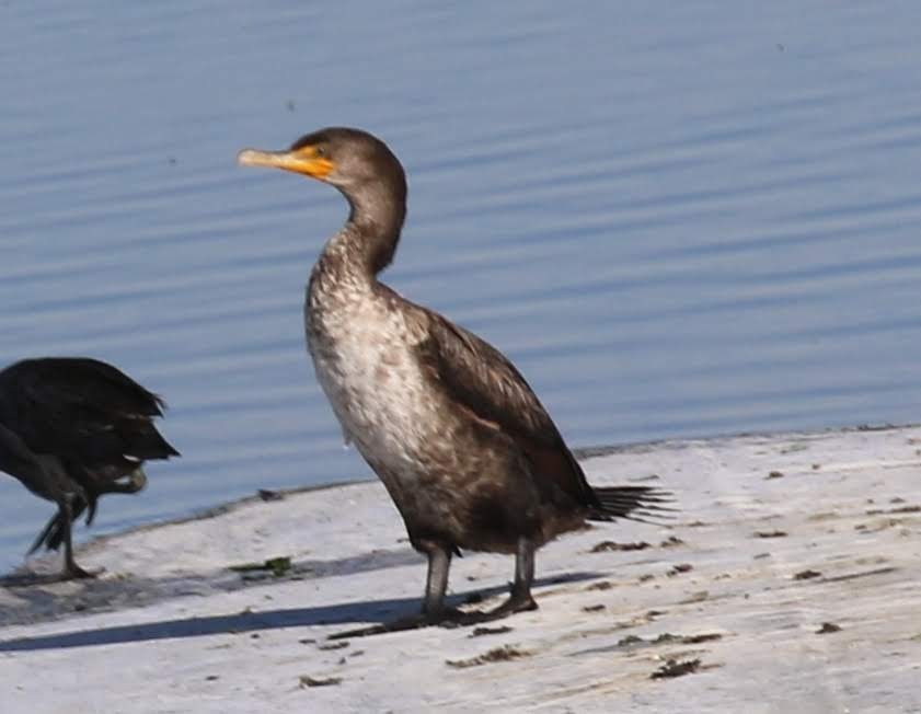 Double-crested Cormorant - sam hough